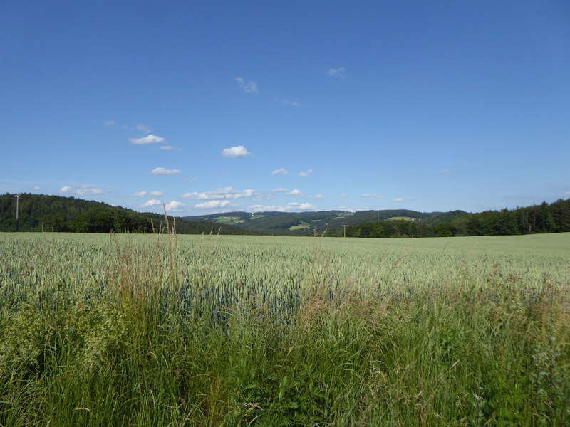 Der Goldsteig-Zubringer verbindet den Goldsteig mit dem Donau-Panoramaweg