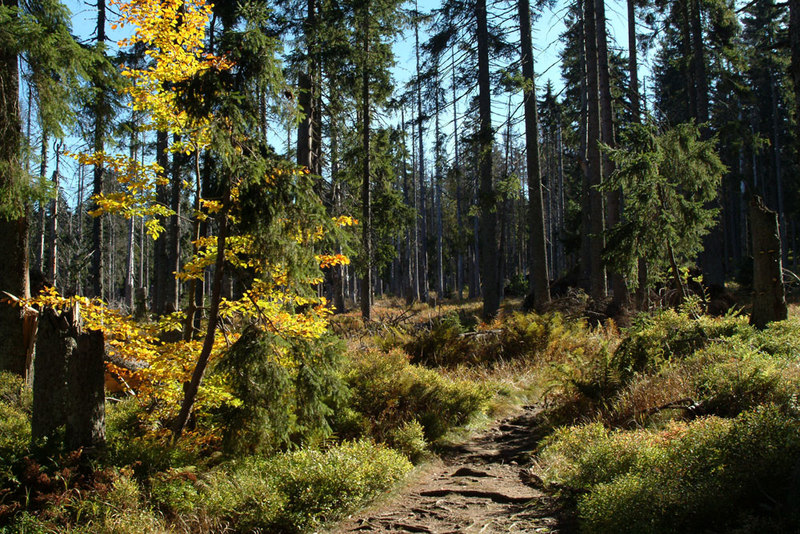 Erleben Sie die wunderschöne Natur bei einer Goldsteig-Wanderung