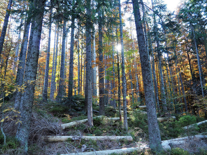 Die Landschaft im Herbst am Goldsteig ist unbedingt eine Wanderung wert