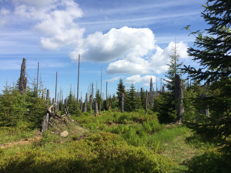 Die Waldwildniss am Lusen