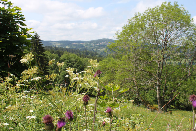 Auf dem Goldsteig in Böhmen führt der Wanderweg durch einzigartige Natur