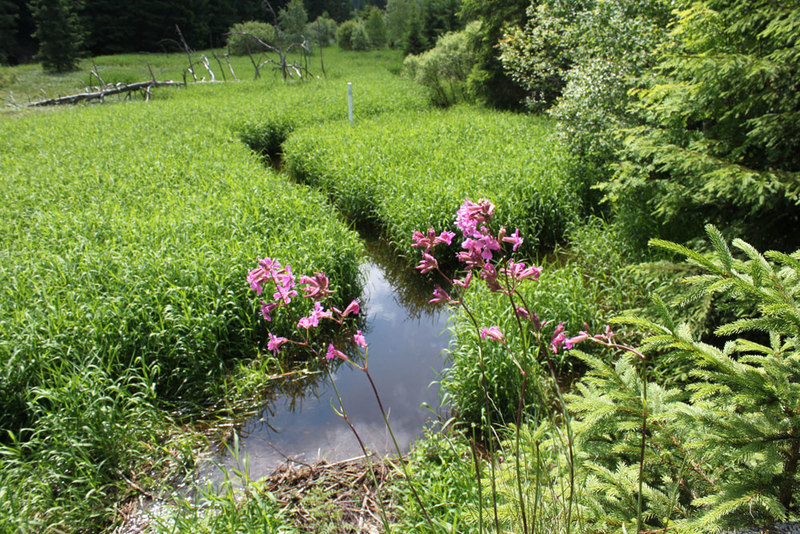 Abschalten und genießen: Auf einer Wanderung am tschechischen Goldsteig