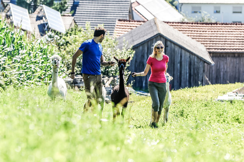 Ein unvergessliches Erlebnis für Groß und Klein: Wandern mit Alpakas