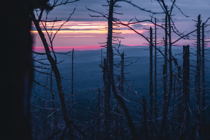 Die Goldsteig-Etappe N16 führt entlang des Grenzkammes zu Böhmen zum Rachel.