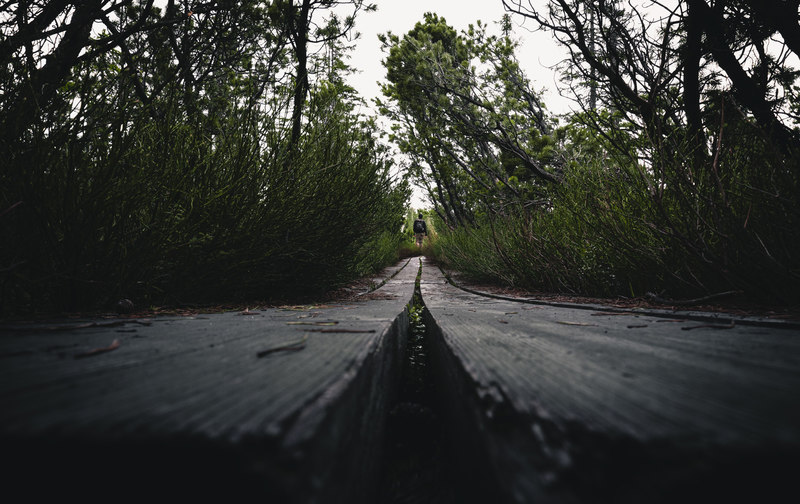 Bohlenwege beim Latschensee, einem Hochmoorsee auf der Goldsteig-Etape N16