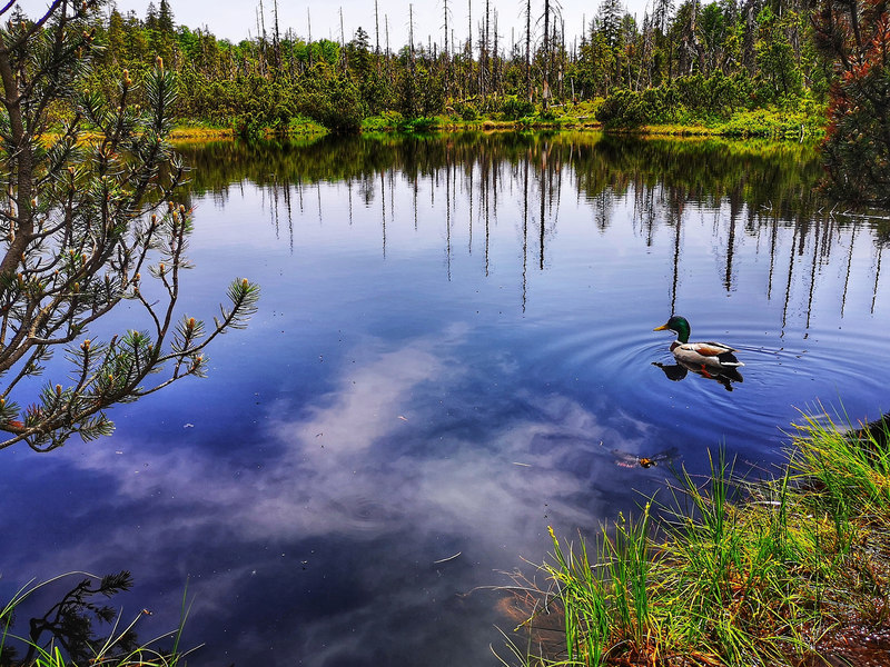 Der Latschensee auf der Goldsteig-Etapep N16 ist die Heimat von vielfältiger Flora und Fauna. 