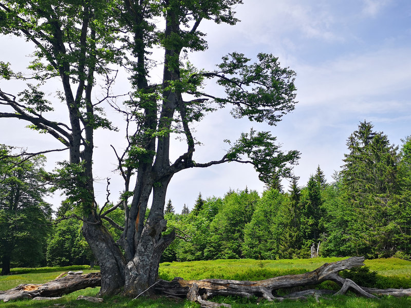 Die Höhepunkte der Goldsteig-Etappe N16 sind die Schachten, frühere Waldweiden.