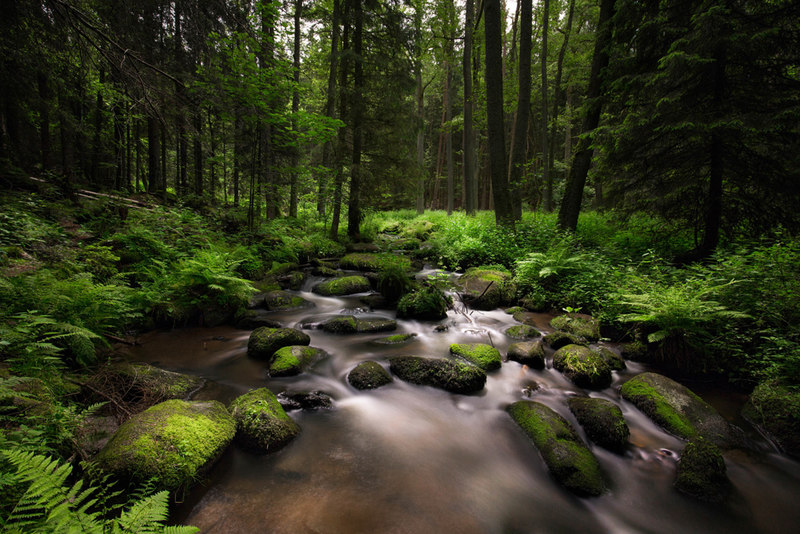 Das Naturschutzgebiet Doost liegt auf dem Zuweg Goldsteig - Nr. 5A.