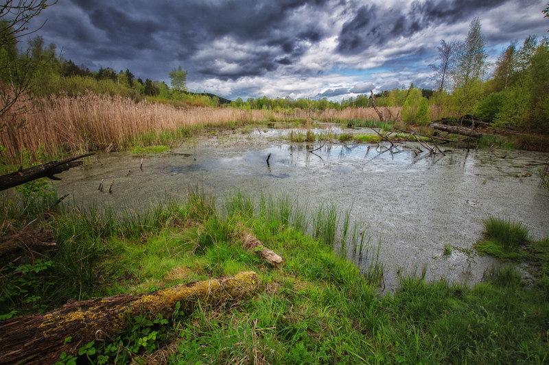 Die Goldsteig-Etappe N8 führt durch das Naturschutzgebiet Prackendorfer und Kulzer Moos.