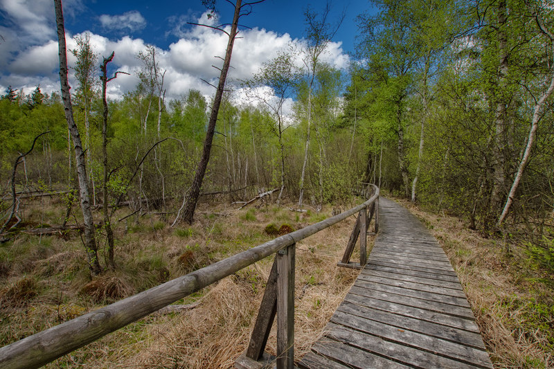 Der drei Kilometer lange Moorlehrpfad im Kulzer Moos ist Teil der Goldsteig-Etappe N8.