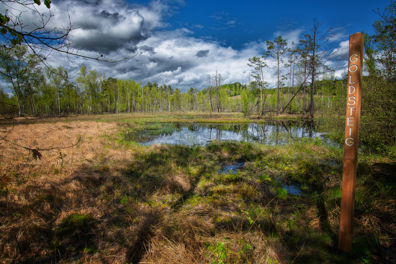 Das Prackendorfer Moos am Goldsteig ist der Lebensraum von seltenen Tieren und Pflanzen.