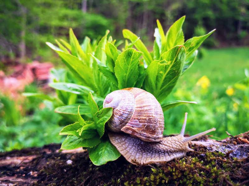 Simone Schopf hat den fotografischen Blick auch für die kleinen Lebewesen am Goldsteig