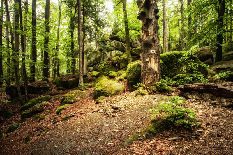 Die Goldsteig-Etappe S12 zeichnet sich durch die naturbelassenen Wege durch das Naturschutzgebiet Höllbachtal aus.