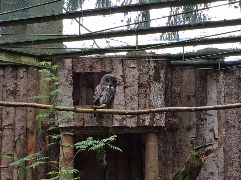 Kauz im Tierpark Lohberg im Bayerischen Wald
