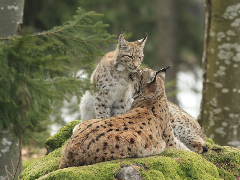 Mit ihren geschmeidigen Bewegungen faszinieren die Luchse im Nationalpark Bayerischer Wald viele Besucher.