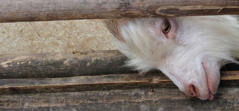 Ziege im Tierpark Lohberg im Bayerischen Wald