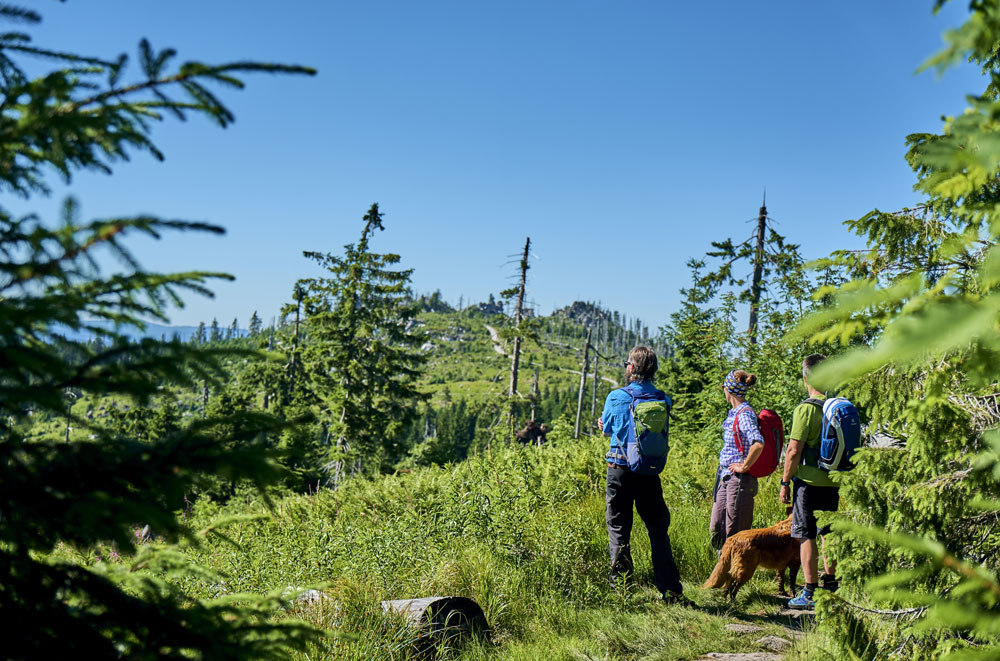 Grünes Dach Europas